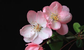 海棠花应该怎样养殖呢（海棠花应该怎样养殖呢图片）