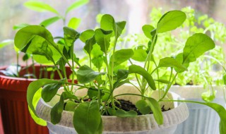 怎样养殖碗莲才能够让水清澈（怎样养殖碗莲才能够让水清澈一点）