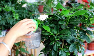 栀子花怎样养（栀子花怎样养护和施肥）