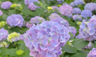 康乃馨花期如何养 康乃馨花期如何养护和浇水