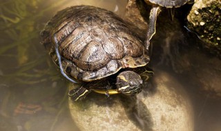 刚买的巴西龟如何养（刚买的巴西龟如何养殖）
