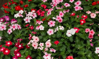 长春花种植技巧（长春花种植方法）