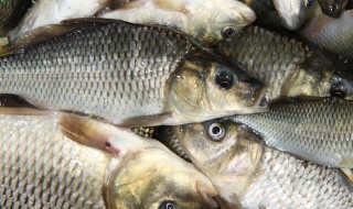 黑龙鱼的养殖方法 黑龙鱼的养殖方法视频