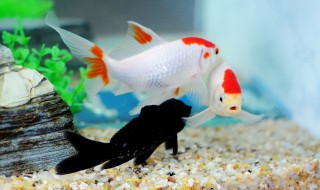 如何养水泡眼金鱼 如何养水泡眼金鱼