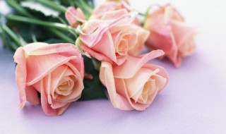 玫瑰花要种几个月才会开花（玫瑰花要种几个月才会开花结果）