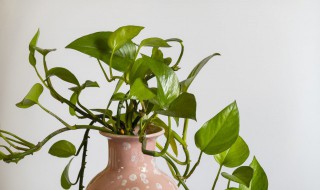 绿萝如何养呀(绿萝怎么能养)