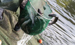 怎么洗胖头鱼（怎么处理胖头鱼内脏和清洗视频）