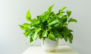 如何养绿萝常识（如何养绿萝常识图解）