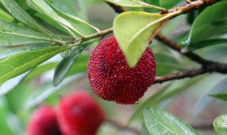 怎样清洗杨梅（怎样清洗杨梅渍）