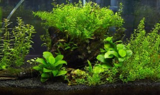 鱼缸过滤棉怎么洗 鱼缸过滤棉如何正确清洗