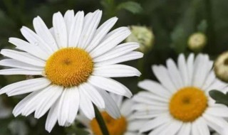 甘菊花与菊花的区别（甘菊花与菊花的区别与功效）