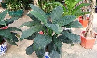 盆栽“铁扇公主”花卉应该如何喂养（铁扇公主花怎么养有毒吗?）