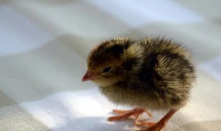 如何养一只宠物鹌鹑 如何家养鹌鹑