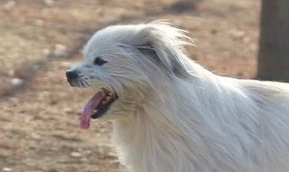 怎样驯养自家的京巴狗（怎么养京巴狗）