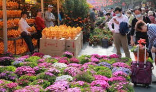 怎样养殖海棠花（怎样养殖海棠花?）