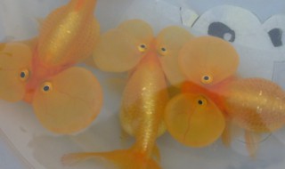 大眼泡金鱼如何养 大眼泡金鱼如何养殖