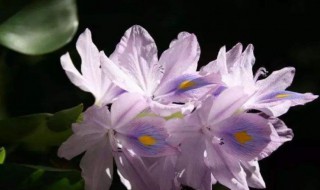 凤眼蓝如何养殖（凤眼蓝怎么养可以多浇水吗?）