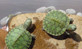 如何养小巴西龟 如何养小巴西龟苗