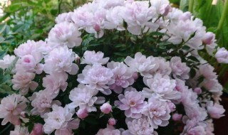 姬月季如何养（姬月季如何养了可以开花）