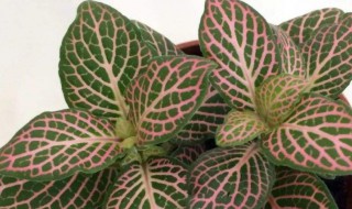 如何养好网纹草（网纹草怎么养活）