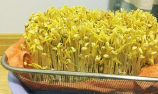如何养出绿豆芽（如何养出绿豆芽苗）