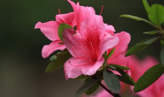 怎样养好杜鹃花（如何养好杜鹃花盆栽）