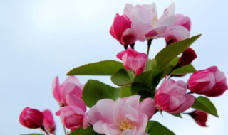 海棠花如何养殖（海棠花如何养殖?）