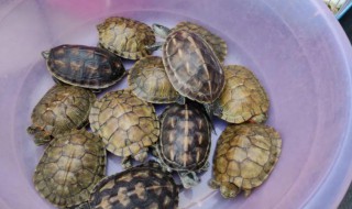 小乌龟如何养才不会死（小乌龟怎么养存活率高）