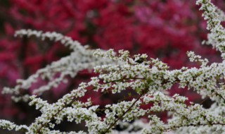 雪柳如何养(雪柳如何养护)