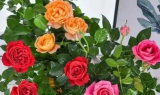 怎样养好盆栽玫瑰花（怎样养好盆栽玫瑰花图片）