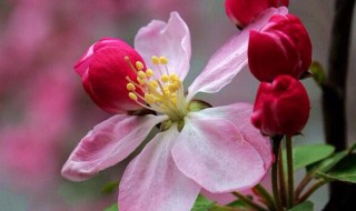 海棠花应该怎样养殖 海棠花应该怎样养殖呢