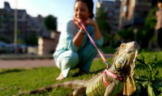 蜥蜴怎么样养(蜥蜴怎么样养活)