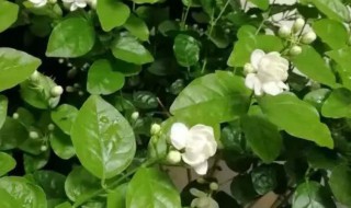 茉莉花如何养殖（茉莉花如何扦插繁殖）