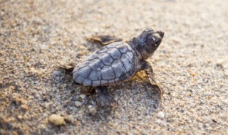 怎样饲养乌龟 正确的养龟方法