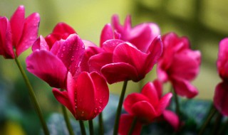 北方冬天如何养仙客来(北方冬天如何养仙客来盆栽)