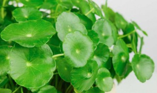 金钱草如何养殖（金钱草如何养殖方法）