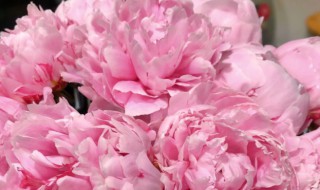 鲜切牡丹花如何养（鲜切花牡丹怎么养护）