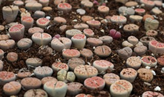 如何养好生石花(如何养生石花能长多大)