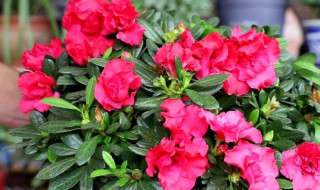 杜鹃花怎样养（新买的杜鹃花应该怎样养护）