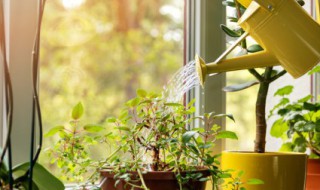 芙蓉花应该怎样养呢（芙蓉花应该怎样养呢视频）