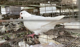 怎样养白鸽 怎样养鸽子
