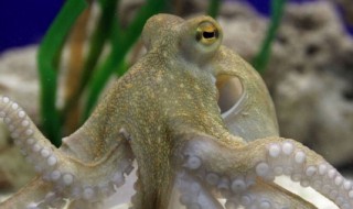 章鱼怎么清洗处理 八爪鱼怎么处理干净