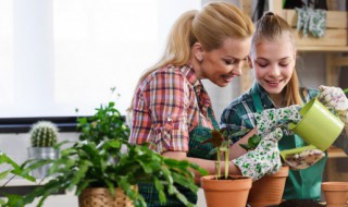 君子兰怎样养护(君子兰怎么养家庭养法)