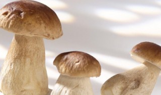 草菇发苦可以吃吗 草菇发苦可以吃吗图片