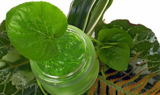 如何养好芦荟（如何养好芦荟根茎粗壮）