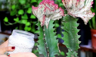 龙骨花如何养殖 龙骨花的养殖方法移植