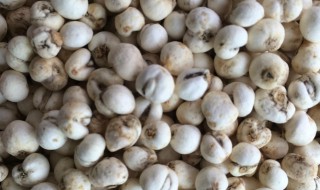 川贝怎么洗(川贝怎么清洗)