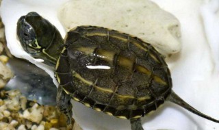 绿线草龟如何养(绿线草龟如何养殖)