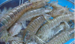 冻皮皮虾先解冻还是直接蒸 冷冻的皮皮虾是先解冻还是直接蒸