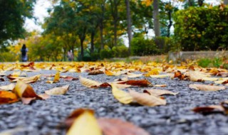 秋天悄然而至的说说 秋天悄然而至是什么意思